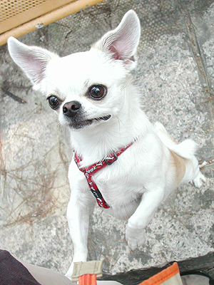 Giwawa