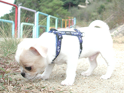Giwawa