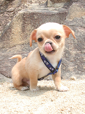 Giwawa