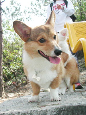 Giwawa