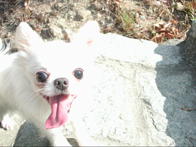 Giwawa