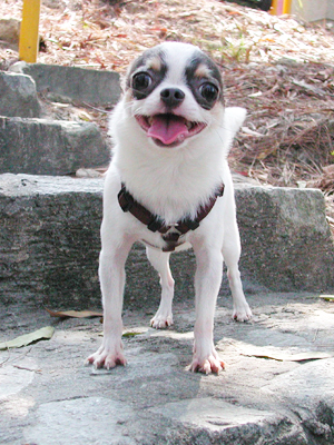 Giwawa