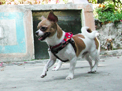 Giwawa