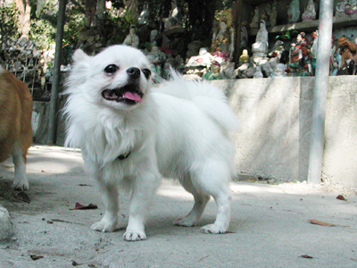 Giwawa
