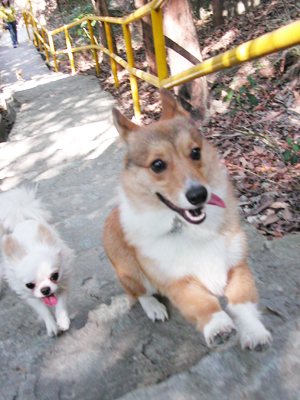 Giwawa