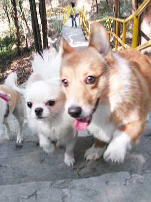 Giwawa