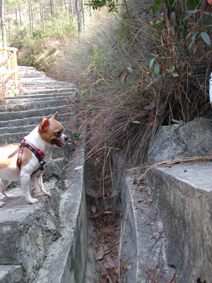 Giwawa