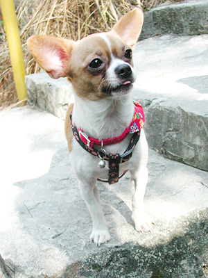 Giwawa