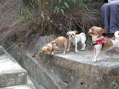 Giwawa