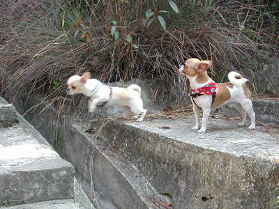 Giwawa