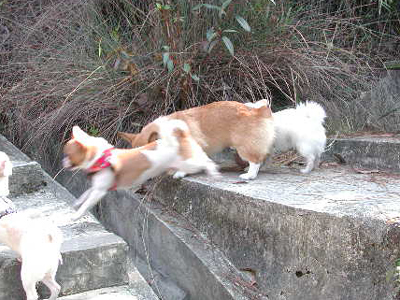 Giwawa