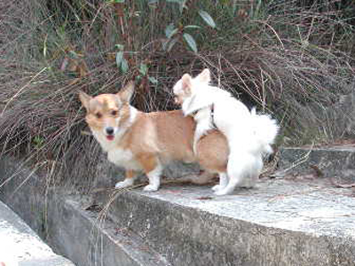 Giwawa