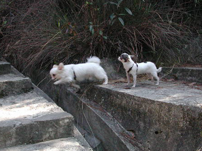 Giwawa