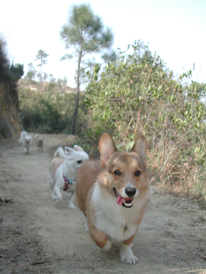 Giwawa
