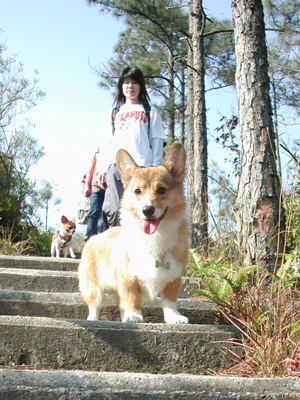 Giwawa