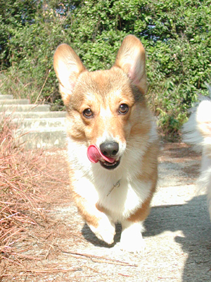 Giwawa