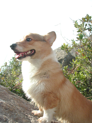 Giwawa