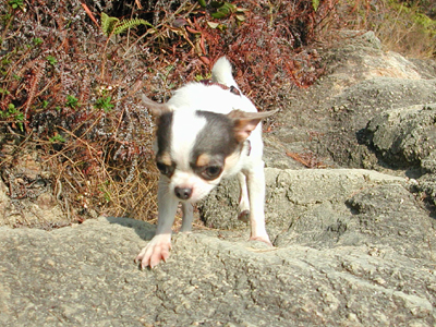 Giwawa