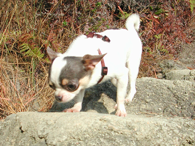 Giwawa