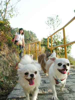 Giwawa