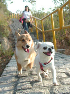 Giwawa