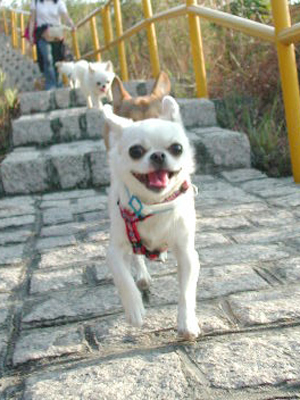 Giwawa