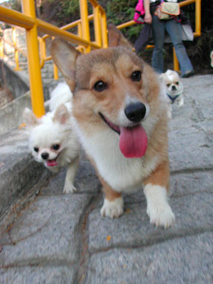 Giwawa