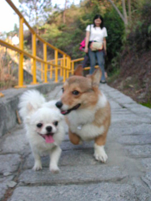 Giwawa