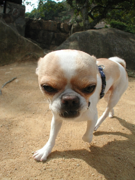 Giwawa