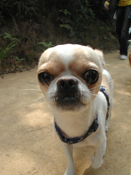 Giwawa