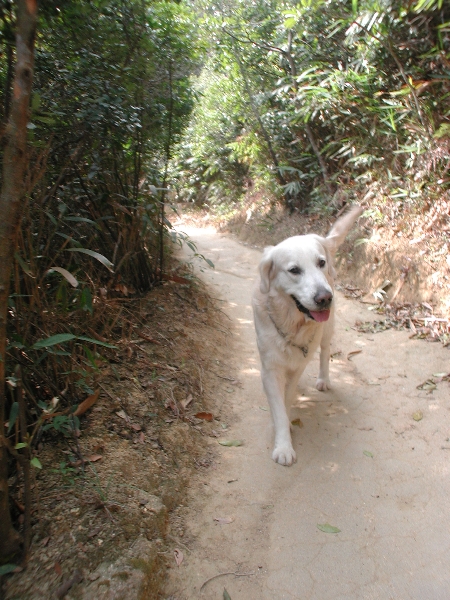 Giwawa