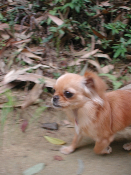 Giwawa