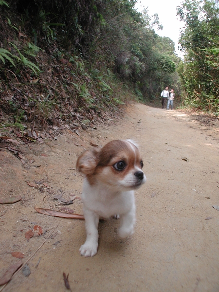 Giwawa