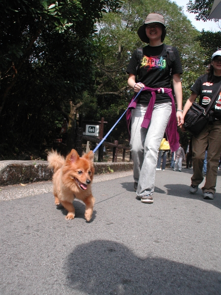 Giwawa