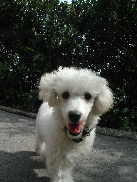 Giwawa