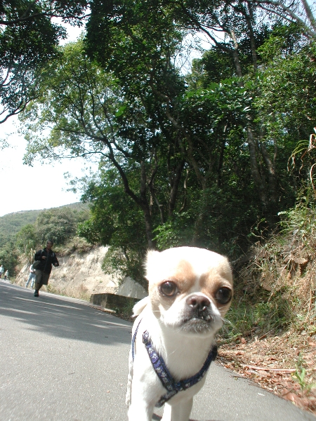 Giwawa