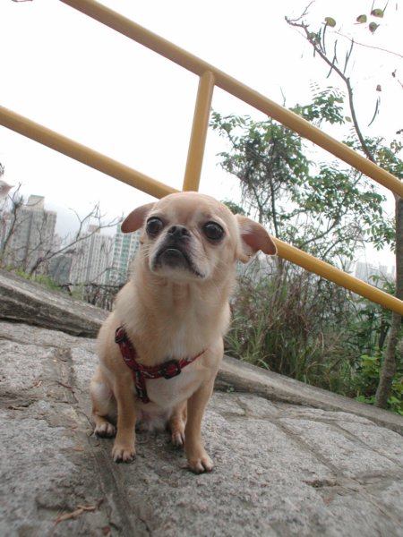 Giwawa