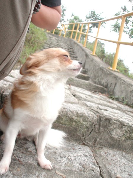 Giwawa