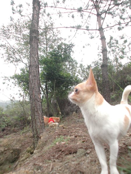 Giwawa