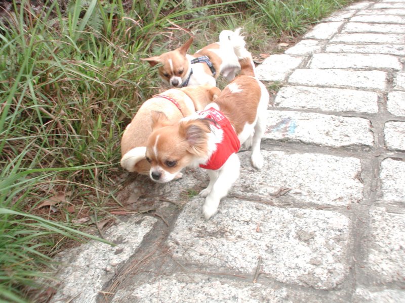 Giwawa
