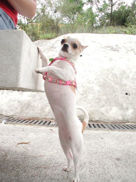 Giwawa