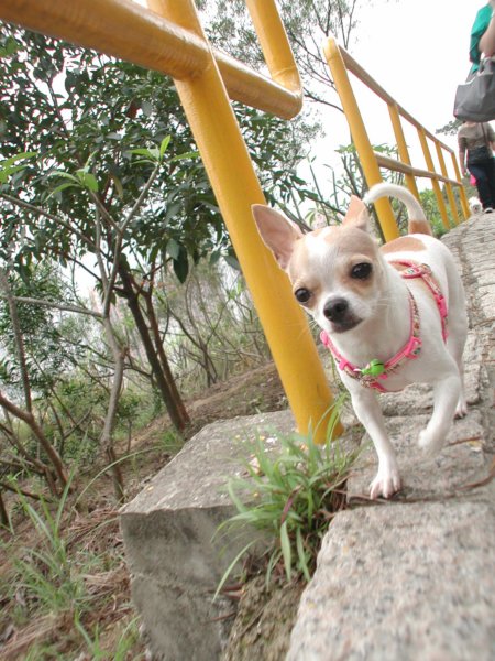 Giwawa