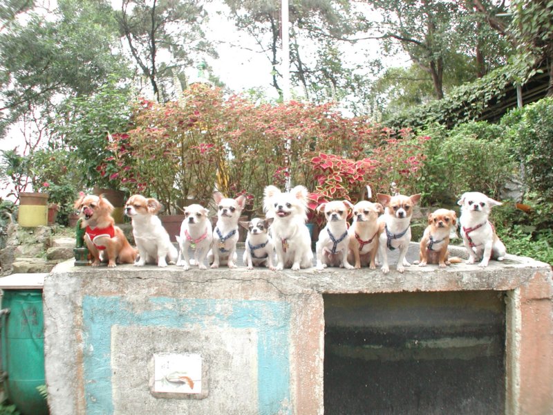 Giwawa
