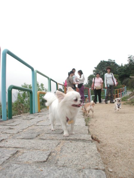 Giwawa
