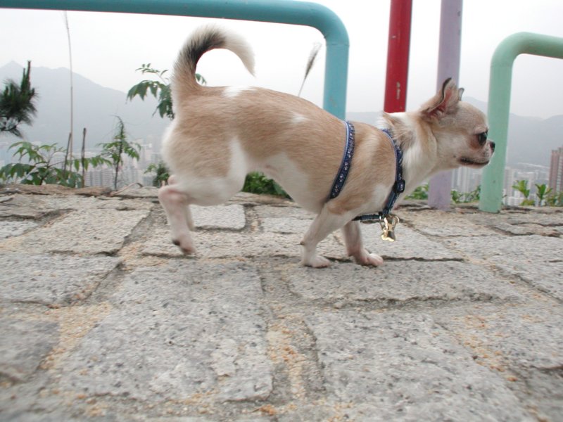 Giwawa