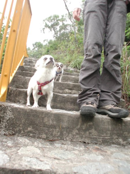 Giwawa