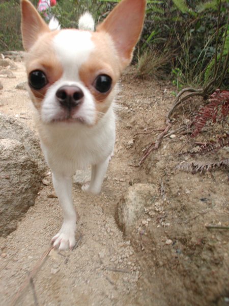 Giwawa