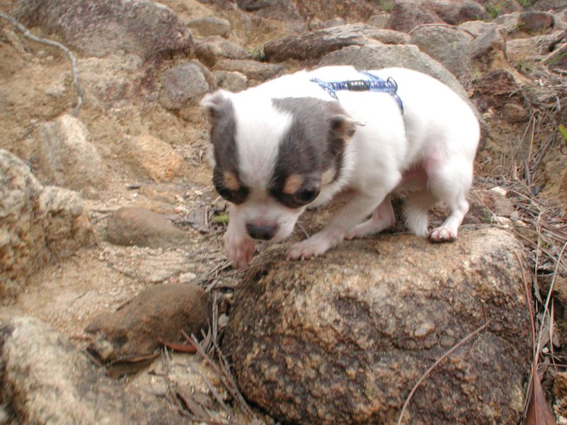 Giwawa