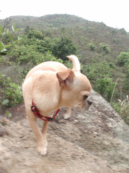 Giwawa