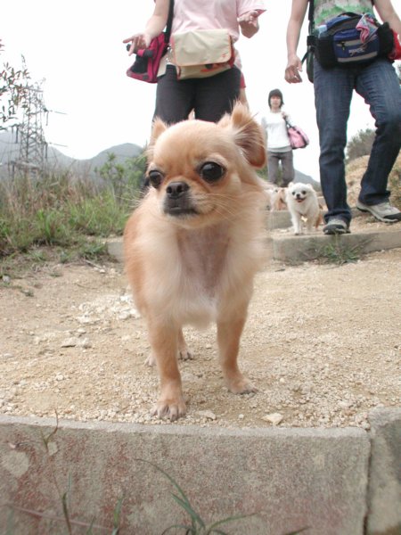 Giwawa